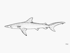 Whitenose Shark photo 2