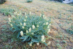 Astragalus pomonensis