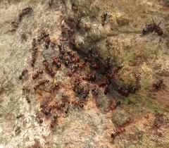 Atopomyrmex mocquerysi