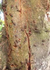 Atopomyrmex mocquerysi