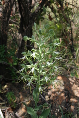 Bonatea antennifera