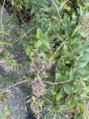 Hyadaphis passerinii