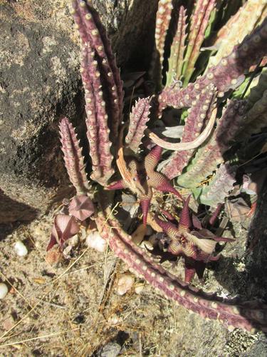 Ceropegia cedrimontana