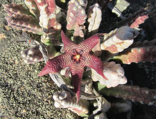 Ceropegia cedrimontana