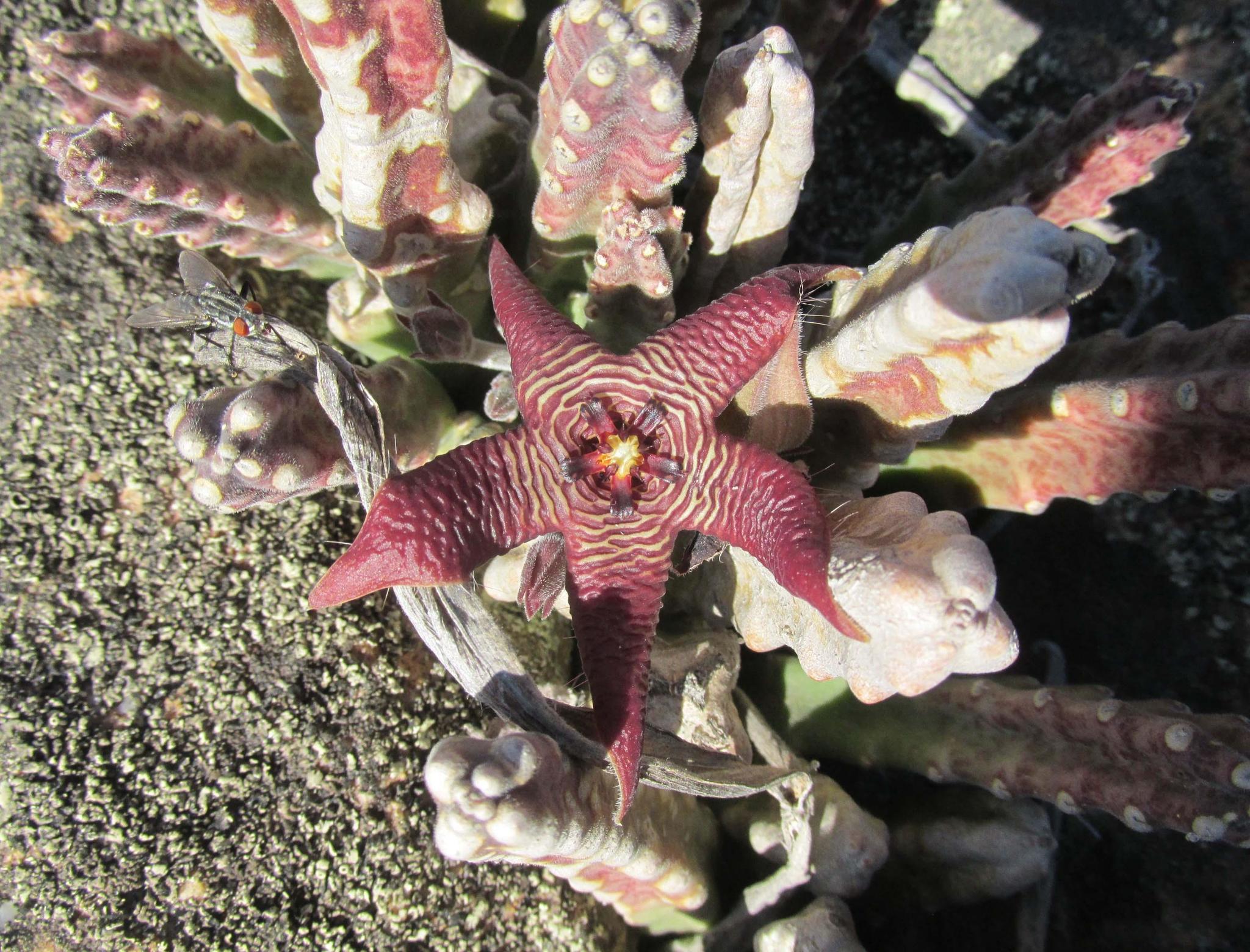 Stapelia cedrimontana 2