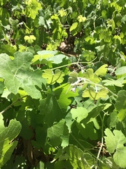Vitis girdiana