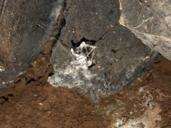 Engyodontium aranearum