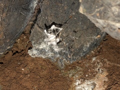 Engyodontium aranearum