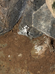 Engyodontium aranearum