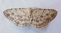 Stenoporpia dionaria