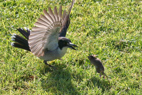 Grey Butcherbird, Jarrahmond VIC 3888, Australia, photo 7 of 10
