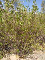 Tessaria dodonaeifolia