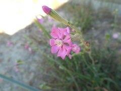 Silene colorata