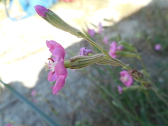 Silene colorata