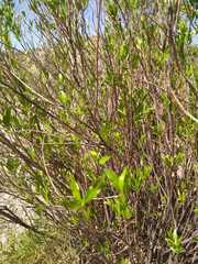 Tessaria dodonaeifolia