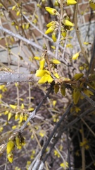 Forsythia