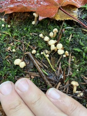 Cudonia lutea