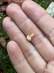 Cudonia lutea