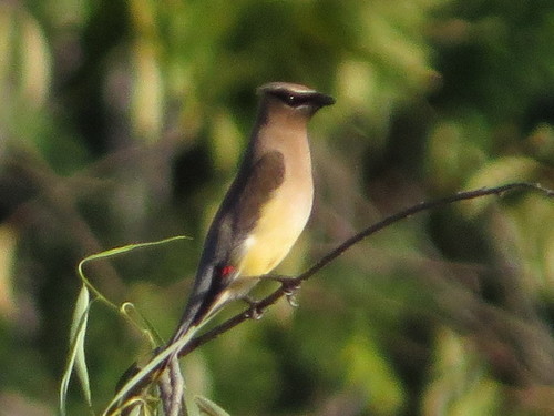 Cedar Waxwing photographed in West Virginia