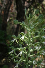 Bonatea antennifera