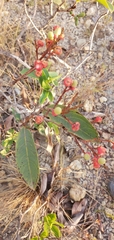 Ouratea castaneifolia