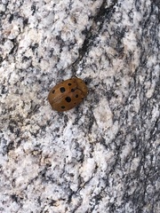 Chelymorpha phytophagica