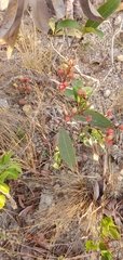 Ouratea castaneifolia