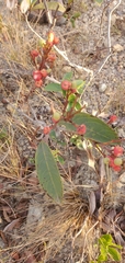Ouratea castaneifolia