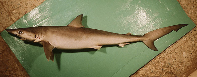 Sliteye Shark
