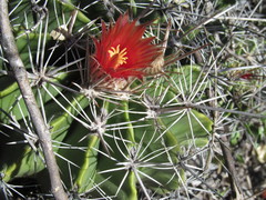 Ferocactus flavovirens