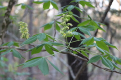Aesculus glabra glabra