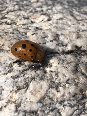 Chelymorpha phytophagica