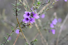 Prostanthera decussata