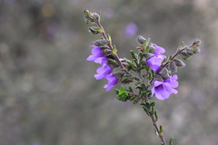 Prostanthera decussata