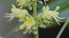 Aesculus glabra glabra