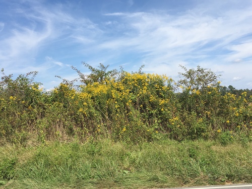 Solidago altissima