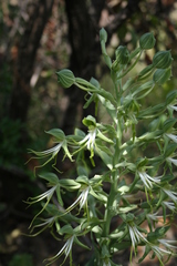 Bonatea antennifera