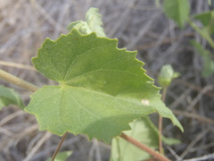 Abutilon parvulum