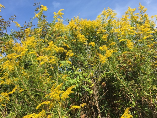 Solidago altissima