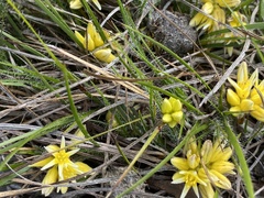 Conostylis pusilla