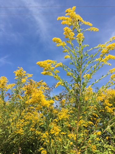 Canada goldenrod (Solidago altissima)