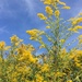Solidago — photo 1