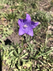 Campanula parryi