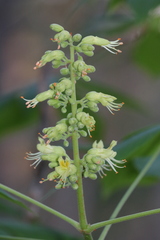 Aesculus glabra glabra
