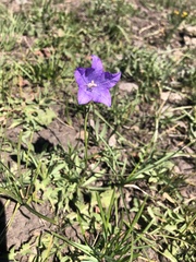 Campanula parryi