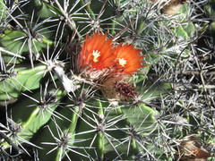 Ferocactus flavovirens