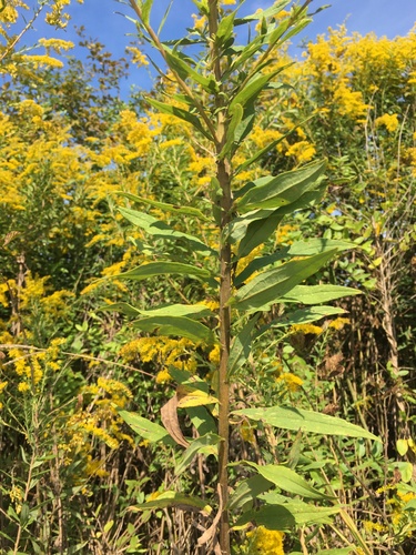 Solidago altissima
