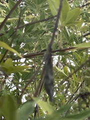 Libytheana carinenta