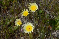 Malacothrix californica