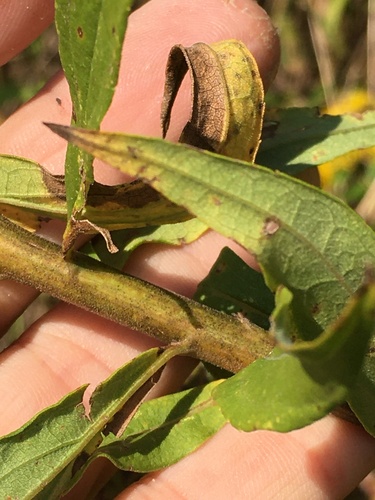 Solidago altissima